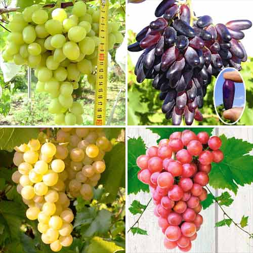 Zestaw winorośli Elita (7346) - Sadzonki: Ilość w opakowaniu: 4 sadz