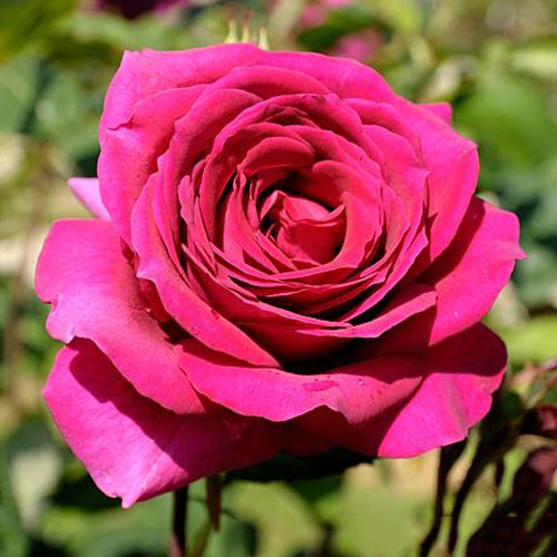 1 szt, Róża wielkokwiatowa Big Purple - Sadzonki: Ilość w opakowaniu: 1 sadz