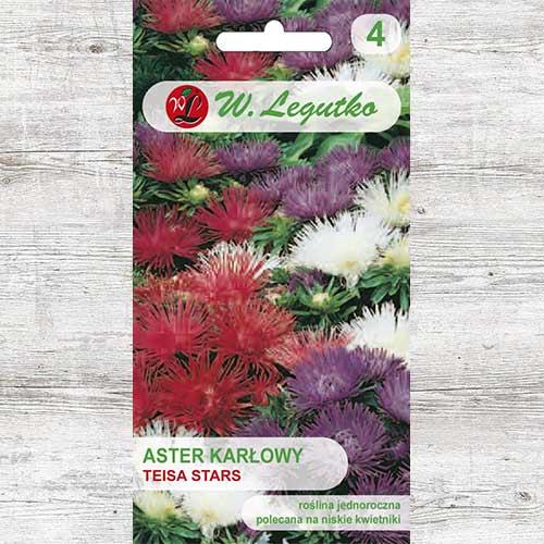 1 szt, Aster chiński karłowy igiełkowy Teisa Stars, mieszanka Legutko - Nasiona: Ilość w opakowaniu: 0.5 g