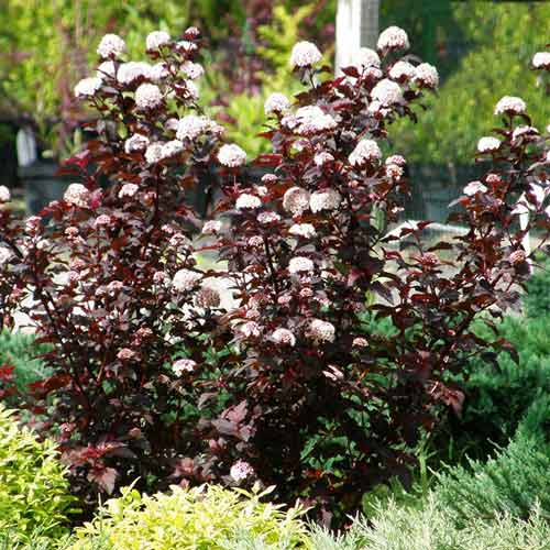 1 sadz, Pęcherznica kalinolistna Summer Wine - Sadzonki: Ilość w opakowaniu: 1 sadz