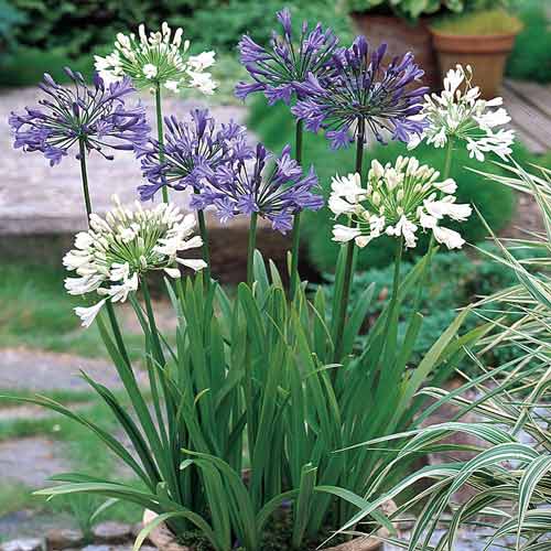 1 szt, Super oferta! Agapant, zestaw 2 odmian - Cebule: Ilość w opakowaniu: 2 cebul