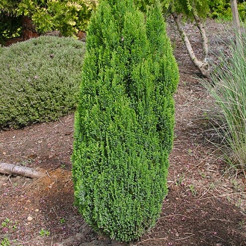 1 sadz, Cyprysik Ellwoods Pillar - Sadzonki: Ilość w opakowaniu: 1 sadz