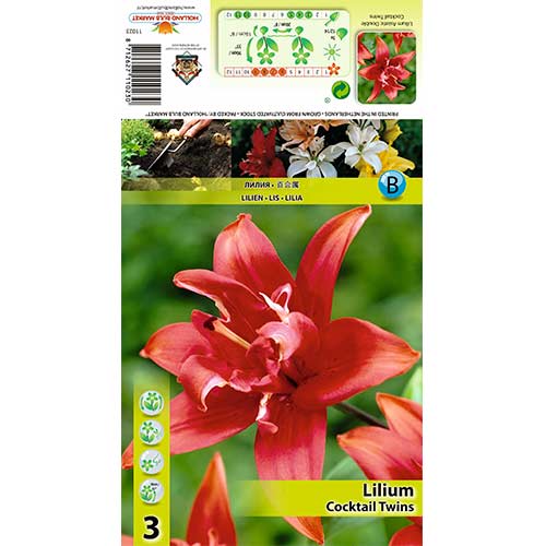 3 szt., Lilia Cocktail Twins - Cebule: Ilość w opakowaniu: 3 szt.