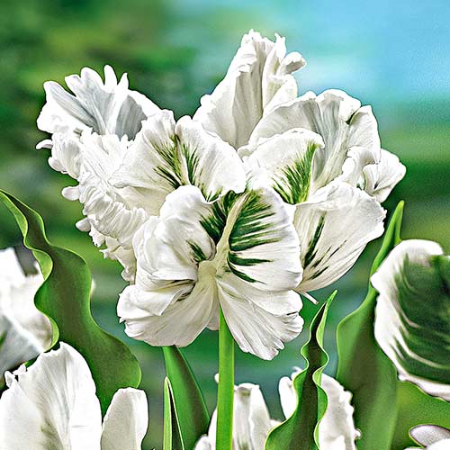 5 szt., Tulipan papuzi White Parrot - Cebule: Ilość w opakowaniu: 5 szt.