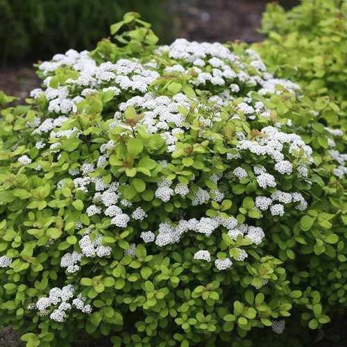 1 sadz, Tawuła Tor Gold PBR, С2 - Sadzonki: Ilość w opakowaniu: 1 sadz