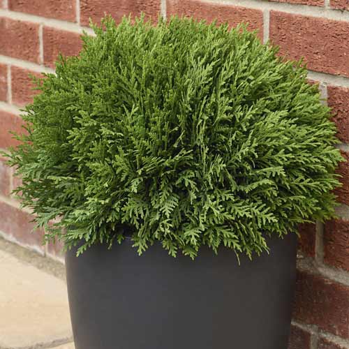 1 sadz, Żywotnik zachodni (Thuja) Tiny Tim, C2 - Sadzonki: Ilość w opakowaniu: 1 sadz