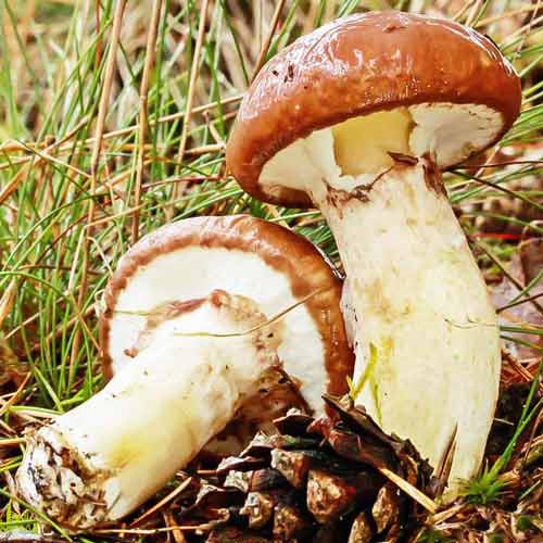 1 szt, Maślak - Grzybnia: Ilość w opakowaniu: 60 ml