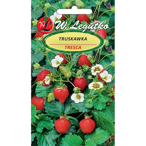 1 szt, Truskawka Tresca - Nasiona: Ilość w opakowaniu: 0.03 g