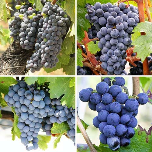 Super oferta! Zestaw Winne Winorośla, 4 sadzonki - Sadzonki: Ilość w opakowaniu: 4 sadz