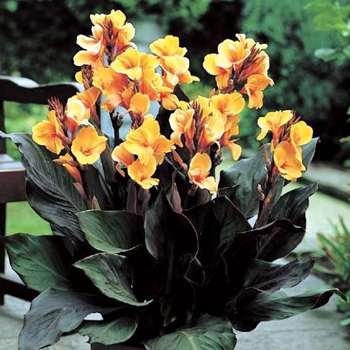 1 bulwa, Canna Louis Cottin - Cebule: Ilość w opakowaniu: 1 bulwa