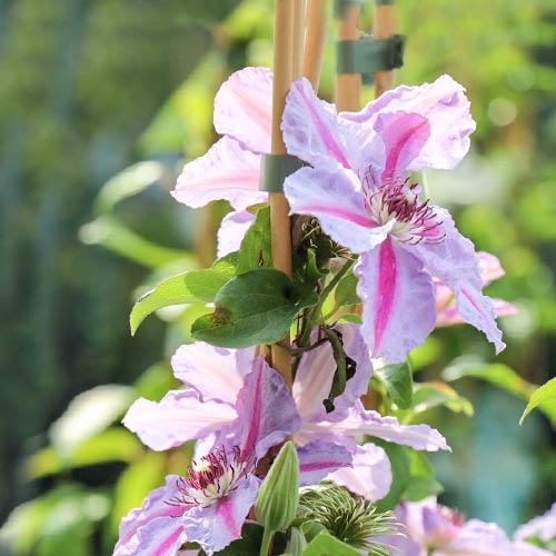 1 szt, Clematis (Powojnik) Mrs N. Thompson - Sadzonki: Ilość w opakowaniu: 1 sadz