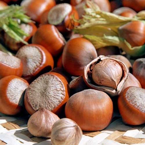 1 sadz, Orzech laskowy Jefferson - Sadzonki: Ilość w opakowaniu: 1 sadz