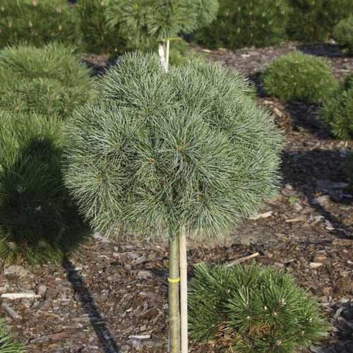 1 sadz, Sosna wejmutka Greg, C5 - Sadzonki: Ilość w opakowaniu: 1 sadz