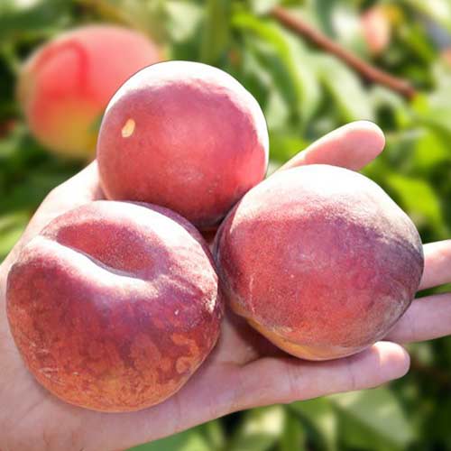 1 sadz, Brzoskwinia Paty - Sadzonki: Ilość w opakowaniu: 1 sadz