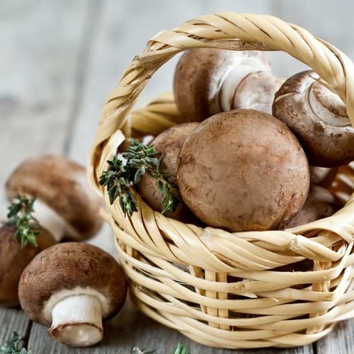 1 szt, Pieczarka Portobello - Grzybnia: Ilość w opakowaniu: 60 ml