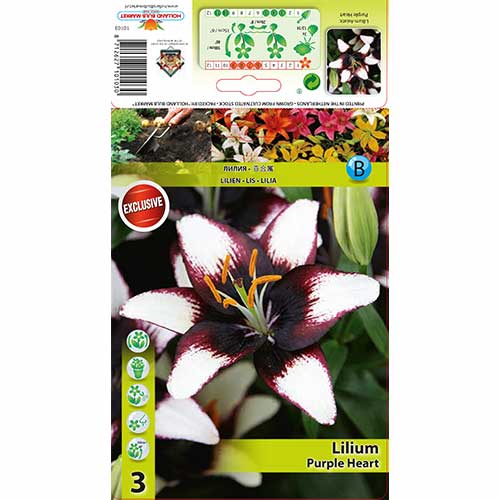 2 szt., Lilia Purple Heart - Cebule: Ilość w opakowaniu: 2 szt.
