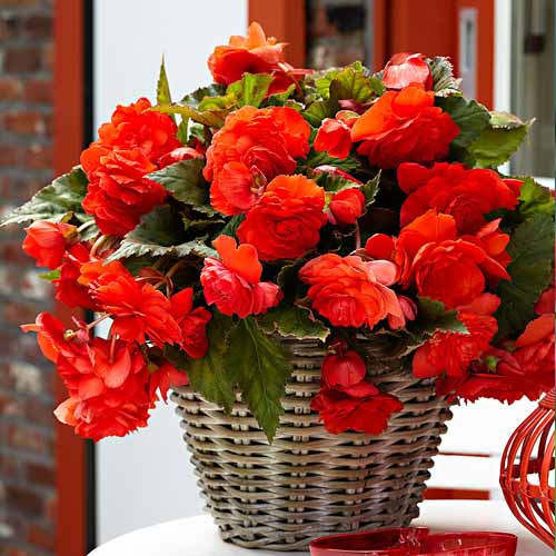 1 szt, Begonia bulwiasta drobnokwiatowa o pędach zwisających Pendula F1, czerwona - Nasiona: Ilość w opakowaniu: 0,05 g