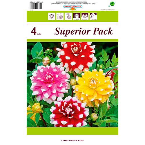 4 szt., Dalia White Top, mix kolorów - Byliny: Ilość w opakowaniu: 4 szt.