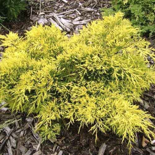 1 sadz, Jałowiec King of Spring, С3 - Sadzonki: Ilość w opakowaniu: 1 sadz