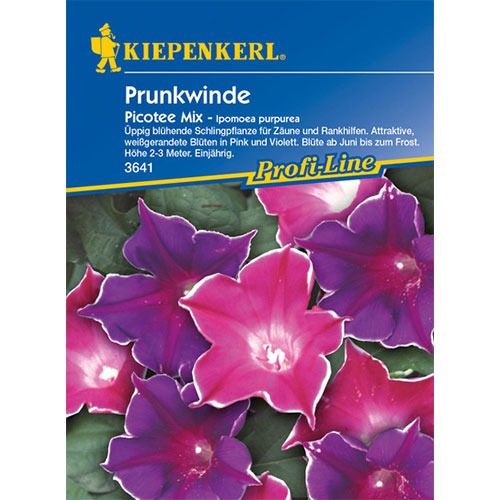 1 szt, Wilec (Ipomoea) Picotee, mieszanka Kiepenkerl - Nasiona: Ilość w opakowaniu: 1 opak
