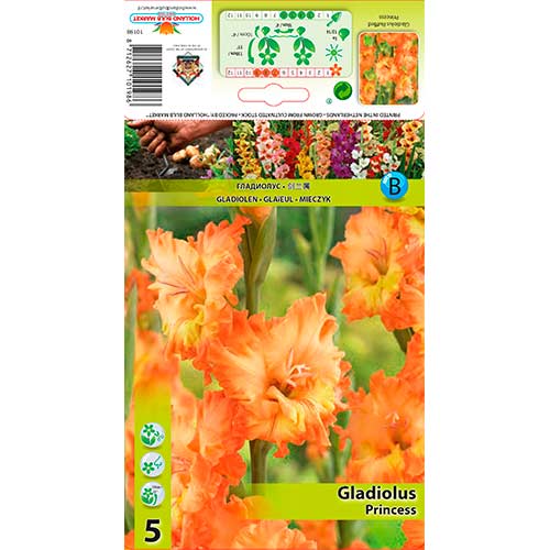 5 szt., Gladiola (Mieczyk) Princess - Cebule: Ilość w opakowaniu: 5 szt.