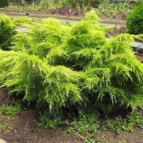 1 sadz, Jałowiec Pfitzera Gold Coast - Sadzonki: Ilość w opakowaniu: 1 sadz