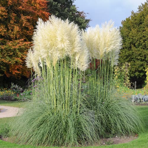 1 buc, Iarbă de pampas White Feather, С2 - Răsaduri: Mod de ambalare: 1 buc