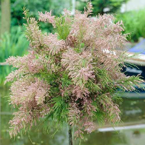 1 buc, Cătină ornamentală roșie - : Mod de ambalare: 1 buc