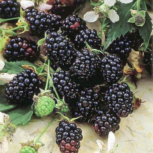 1 buc, Mur Evergreen - Puieți: Mod de ambalare: 1 buc