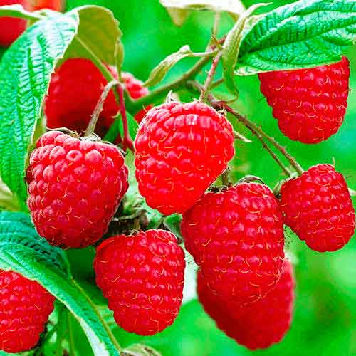 2 buc, Zmeur remontant Sugana - Butași: Mod de ambalare: 2 buc