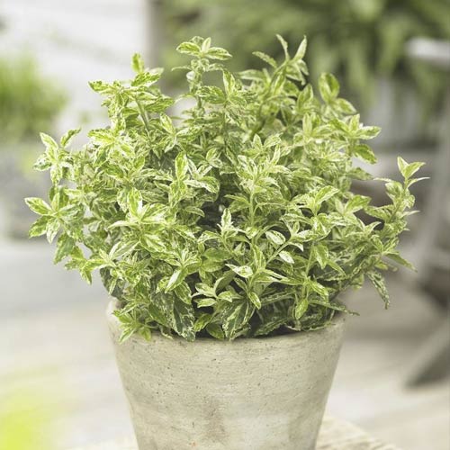 1 buc, Euonymus Golden Harlequin PBR, C2 - Puieți: Mod de ambalare: 1 buc
