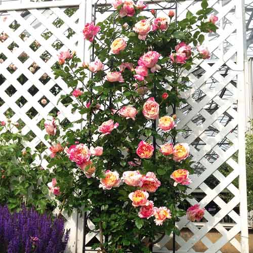 1 buc, Trandafir urcător Impressionist - Butași: Mod de ambalare: 1 buc