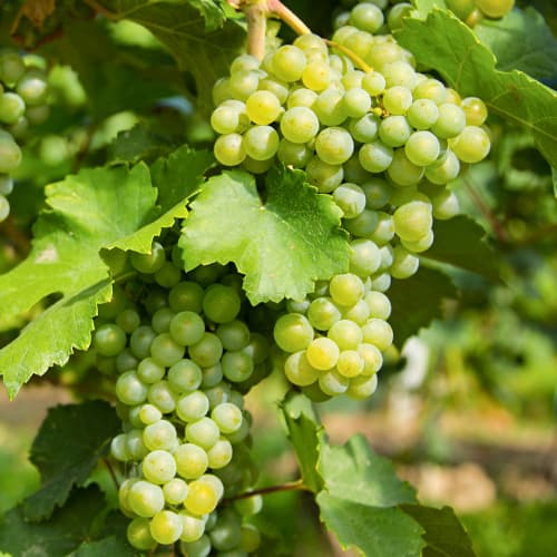 1 buc, Viță de vie Prim - Butași: Mod de ambalare: 1 buc