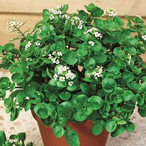 1 pac, Măcriș comun - Semințe: Mod de ambalare: 0.1 g