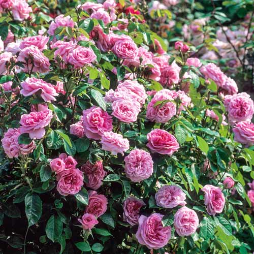 1 buc, Trandafir urcător Pink Symphony - Butași: Mod de ambalare: 1 buc