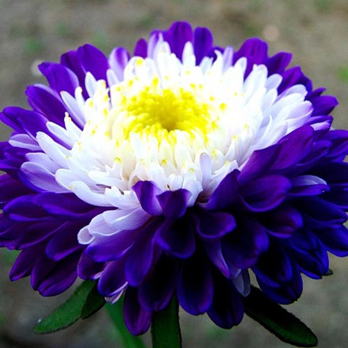 1 pac, Aster chinezesc Supreme - Semințe: Mod de ambalare: 0.5 g