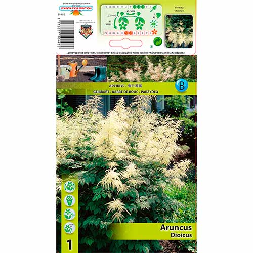 1 buc, Aruncus Dioicus - Bulbi: Mod de ambalare: 1 buc