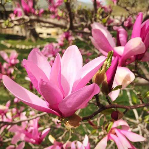 1 buc, Magnolia Betty - Răsaduri: Mod de ambalare: 1 buc