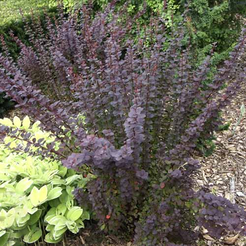 1 buc, Dracila japoneză Summer Chocolate PBR, C2 - Puieți: Mod de ambalare: 1 buc