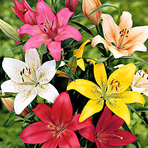 8 buc, Super ofertă! Crini LA Hybrid, set de 8 bulbi - Bulbi: Mod de ambalare: 8 buc