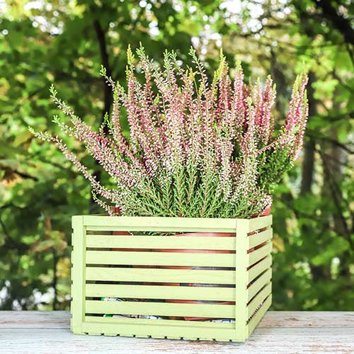 1 buc, Calluna (Iarba neagra) Lena - Răsaduri: Mod de ambalare: 1 buc