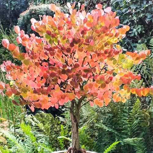 1 buc, Arbore Katsura - Răsaduri: Mod de ambalare: 1 buc