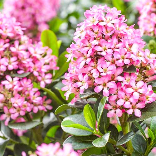 1 buc, Escallonia Glowing Embers - Răsaduri: Mod de ambalare: 1 buc