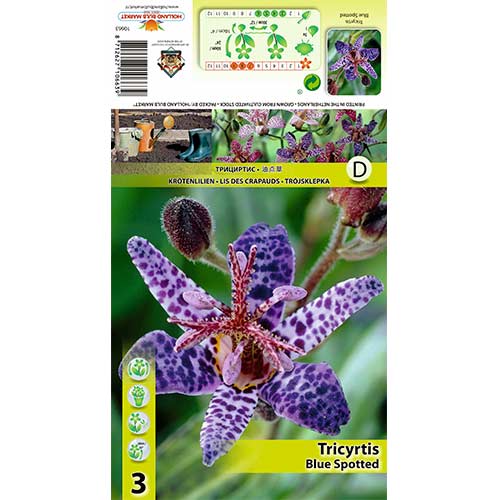 3 buc, Crin de apă (Tricyrtis) Blue Spotted - Bulbi: Mod de ambalare: 3 buc