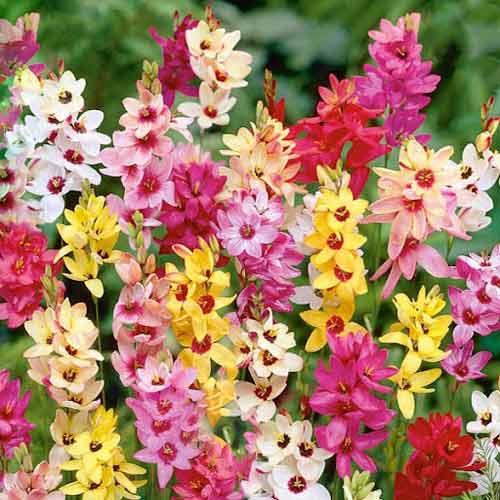5 buc, Pachet economic! Ixia mix multicolor - Bulbi: Mod de ambalare: 5 buc