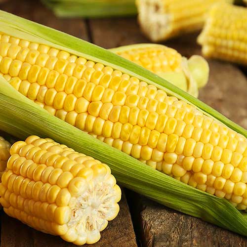 1 pac, Porumb Zlota Karlowa - Semințe: Mod de ambalare: 20 g