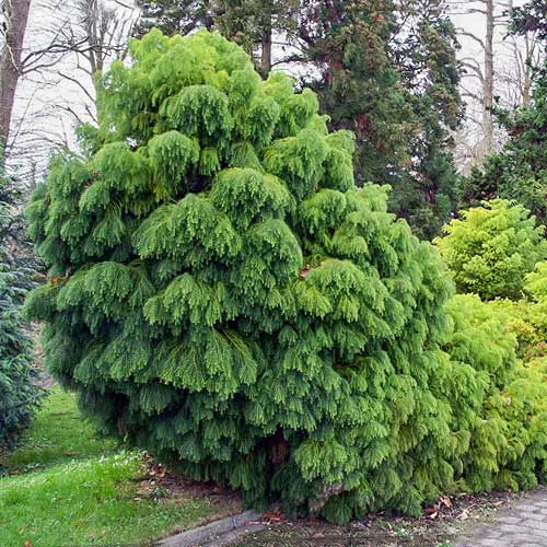 1 buc, Cedru japonez Elegans Viridis - Puieți: Mod de ambalare: 1 buc