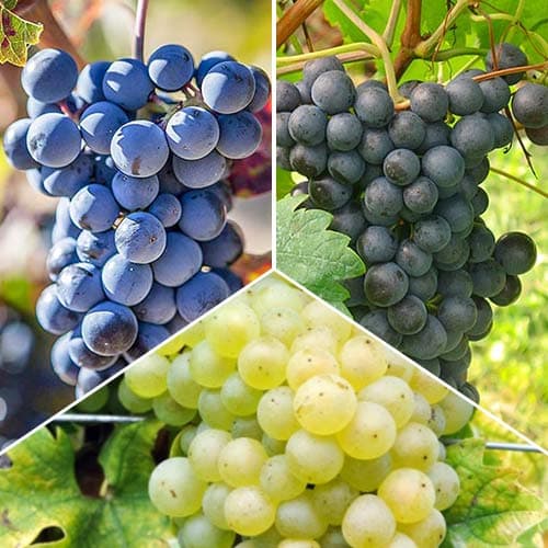 Ofertă specială! Viță de vie Sauvignon, set de 3 soiuri - Răsaduri: Mod de ambalare: 3 buc