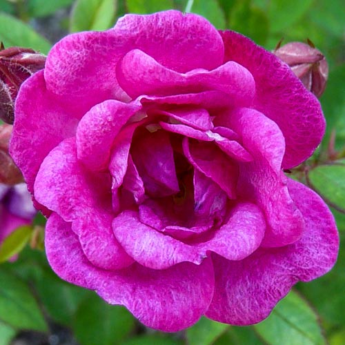 1 buc, Trandafir Teahibrid Perla de Alcanada - Butași: Mod de ambalare: 1 buc