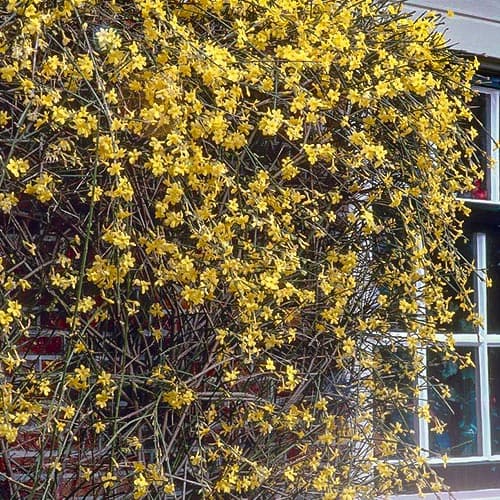 1 buc, Iasomie de iarnă - Răsaduri: Mod de ambalare: 1 buc